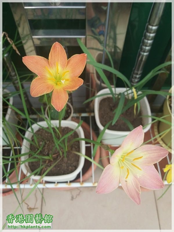 Zephyranthes Java-2017-014.jpg