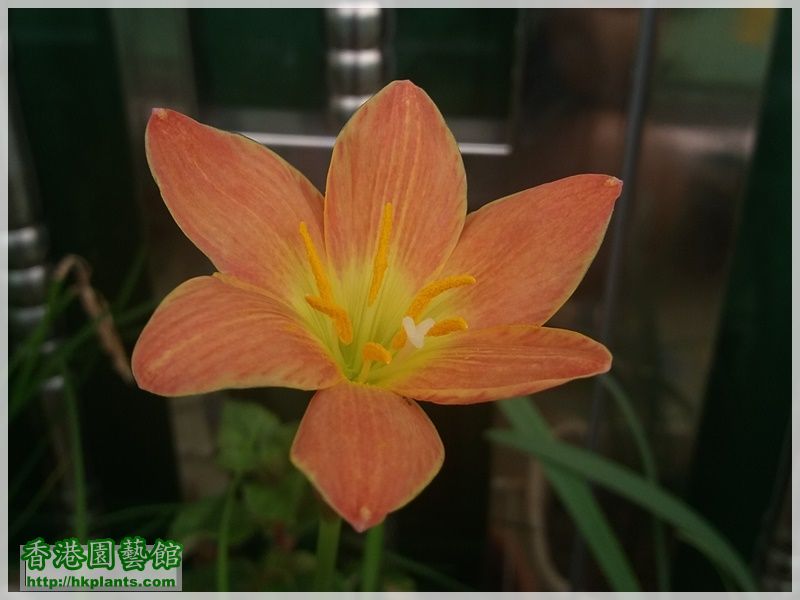 Zephyranthes Java-2017-015.jpg