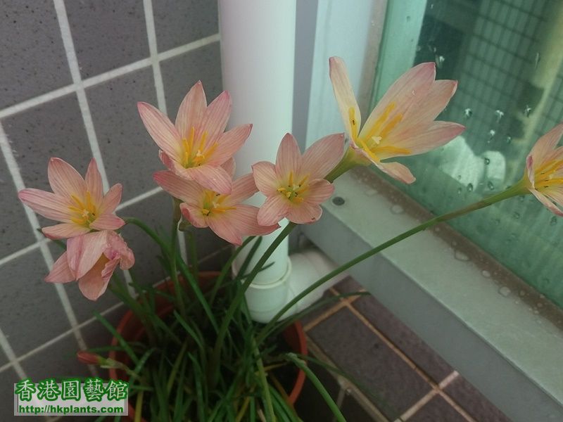 Zephyranthes Sunset Strain-2017-007.jpg