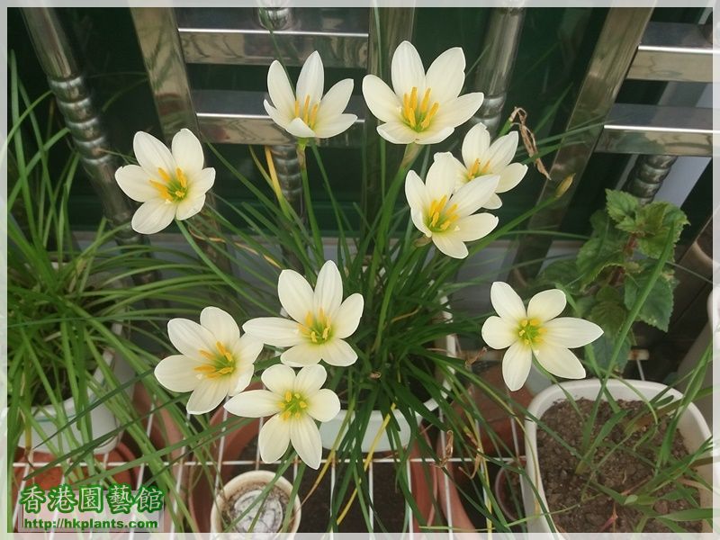 Zephyranthes Ajax-2017-004.jpg