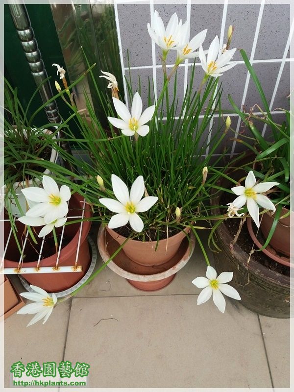 Zephyranthes Candida-2017-005.jpg