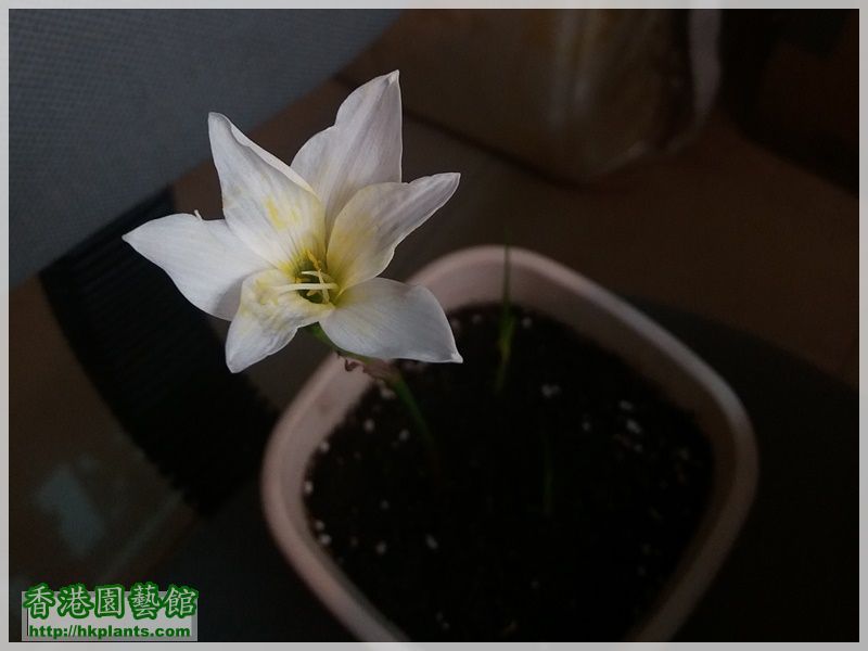 Zephyranthes Atamasco-2017-003.jpg