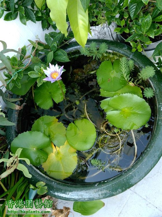 blue star water lily