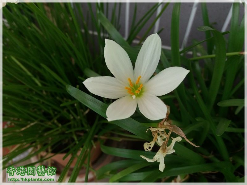 Zephyranthes Candida-2017-010.jpg