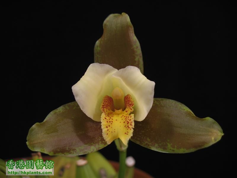 Lycaste Garfield (10).JPG