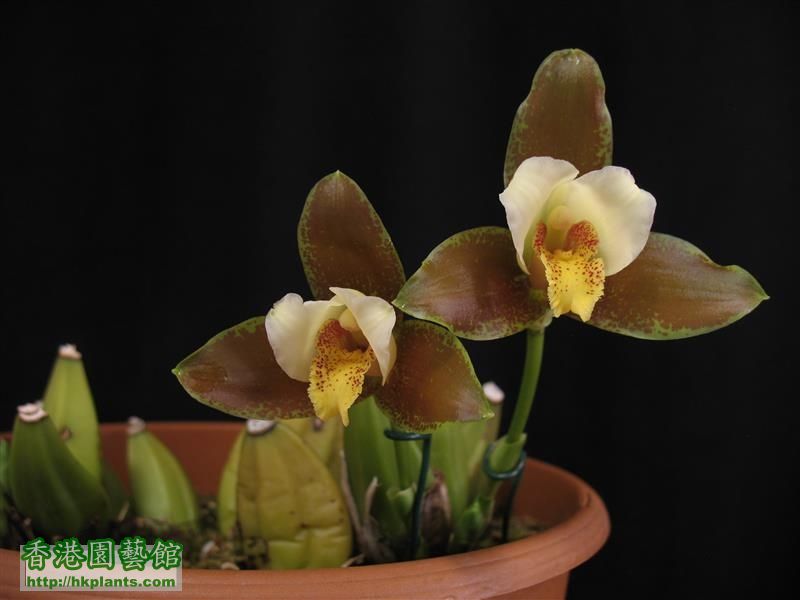 Lycaste Garfield (5).JPG