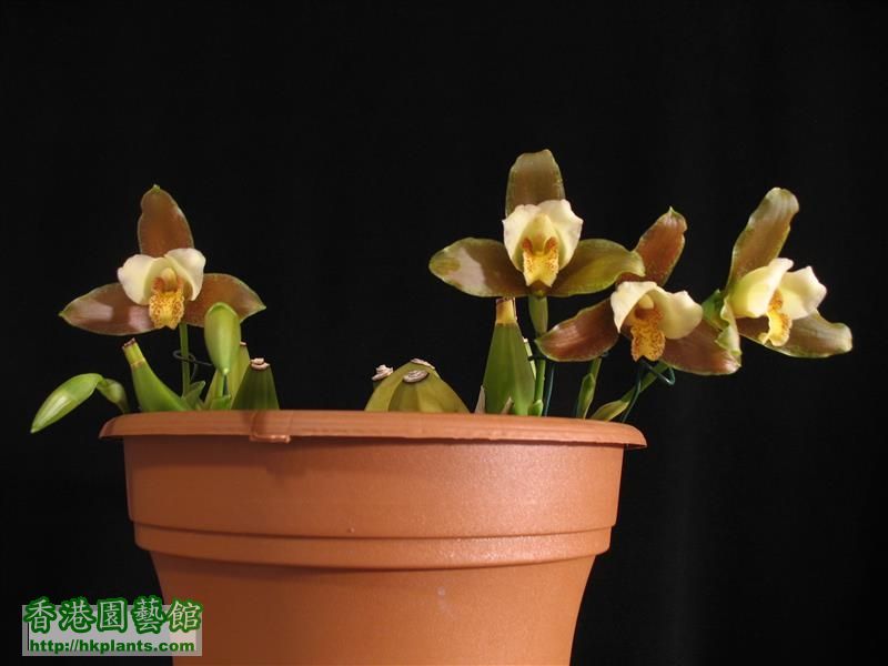 Lycaste Garfield (15).JPG