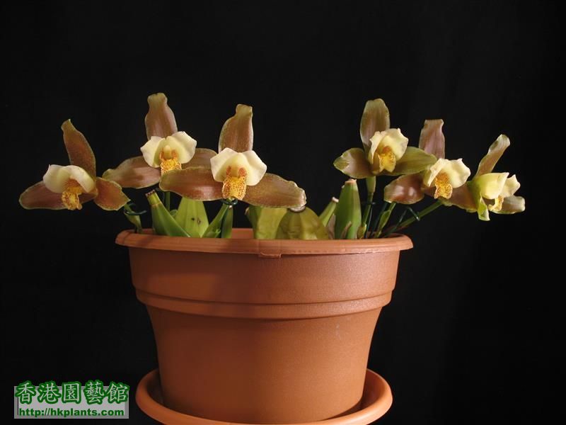 Lycaste Garfield (24).JPG