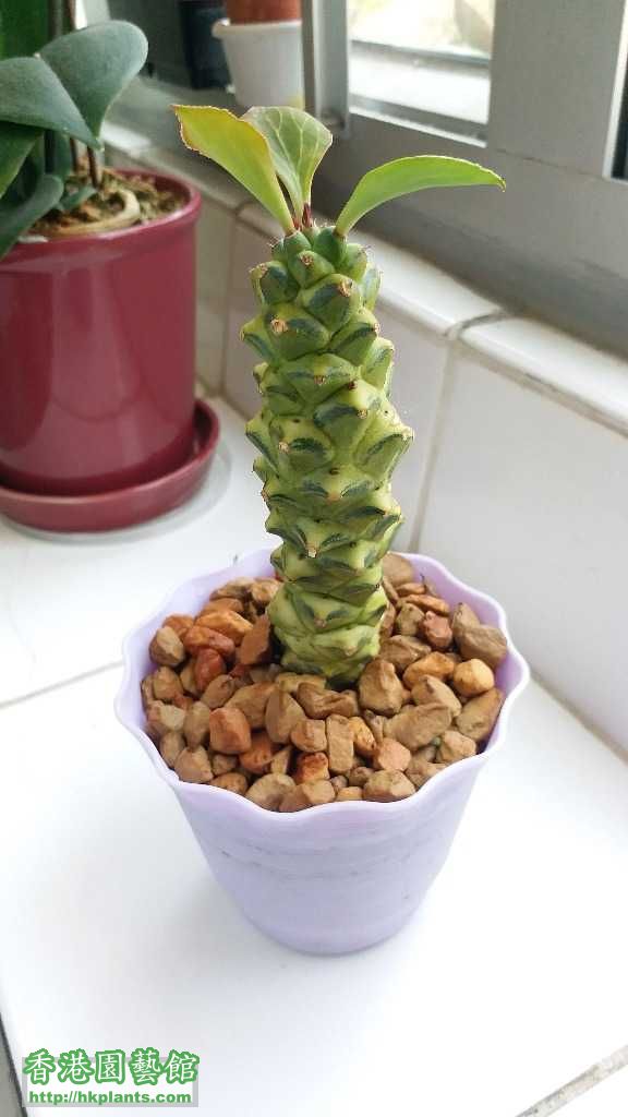 将军阁锦monadenium ritchiei varieg