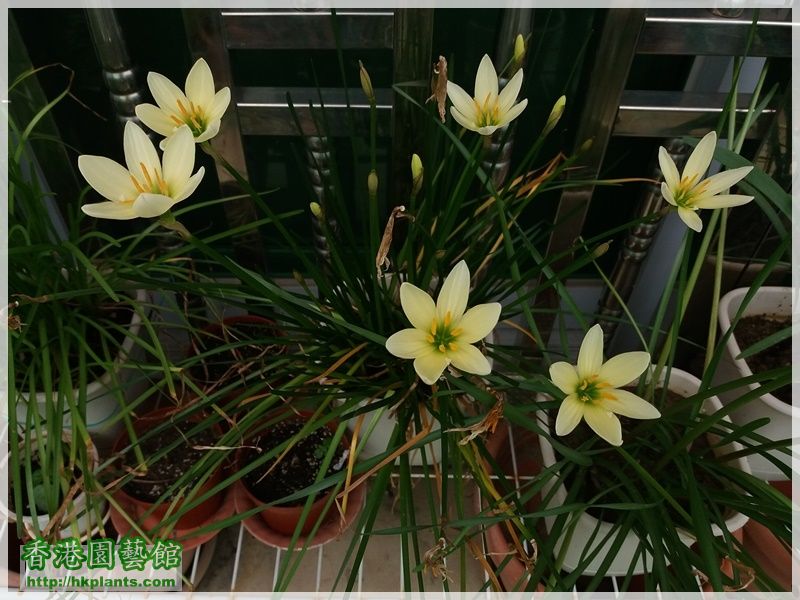 Zephyranthes Ajax-2017-009.jpg