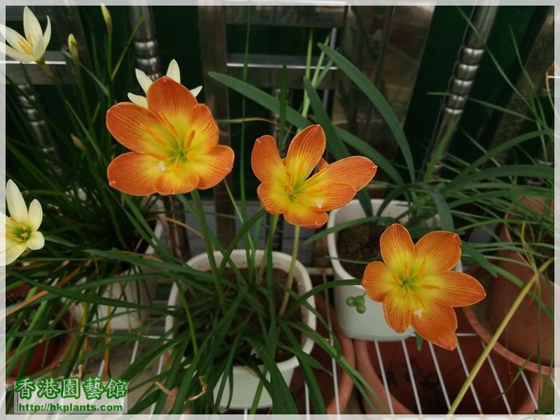 Zephyranthes Java-2017-016.jpg