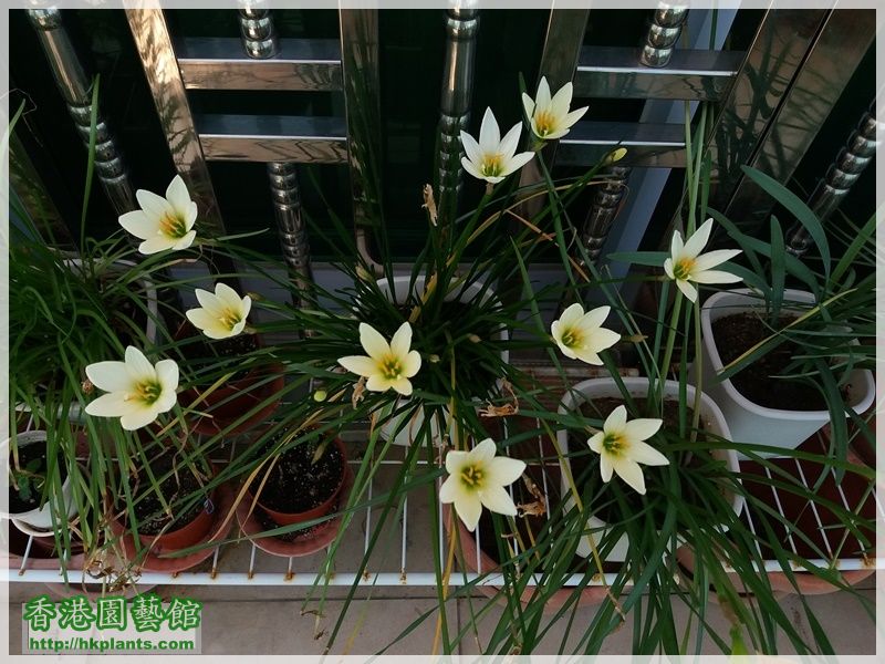 Zephyranthes Ajax-2017-011.jpg