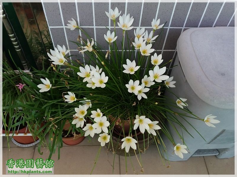 Zephyranthes Candida-2017-014.jpg