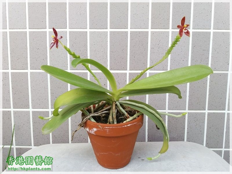 Phalaenopsis cornu-cervi var forma chattaladae 4n-2017-009.jpg
