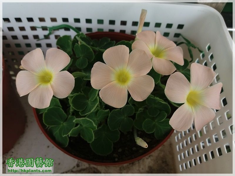 Oxalis pulchella var tomentosa-2017-006.jpg