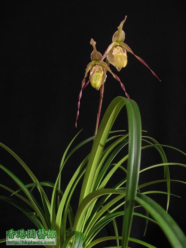 Phragmipedium Green Hornet (27).JPG