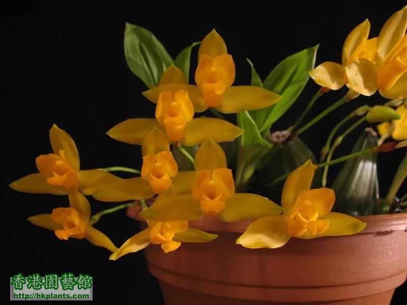 Lycaste x michelii (24).JPG