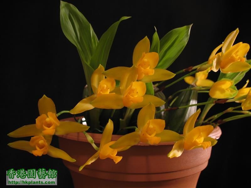 Lycaste x michelii (33).JPG