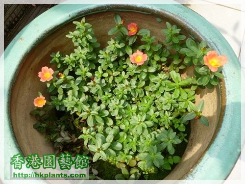 太陽花-粉橙-001.JPG