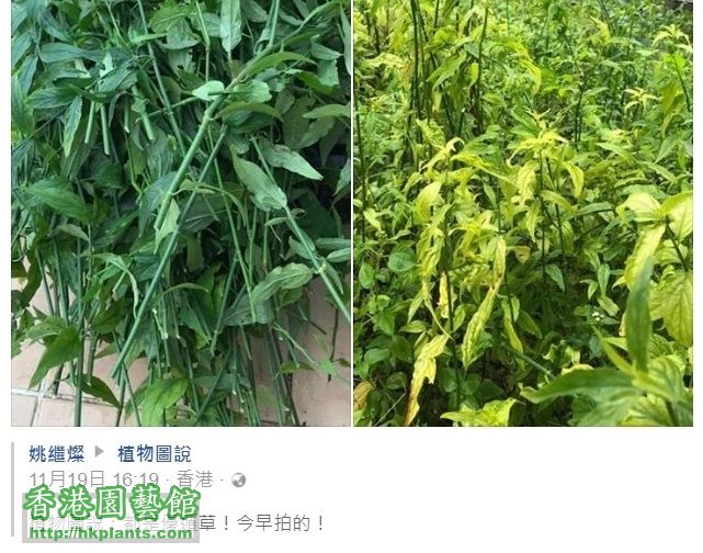 植物圖說-都是優遁草.jpg