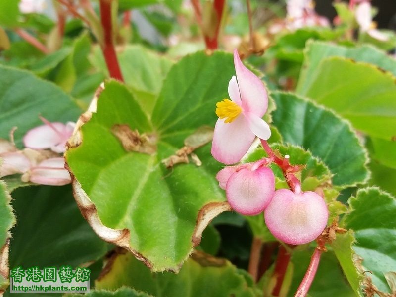 四季秋海棠-淡粉紅-2017-015.jpg