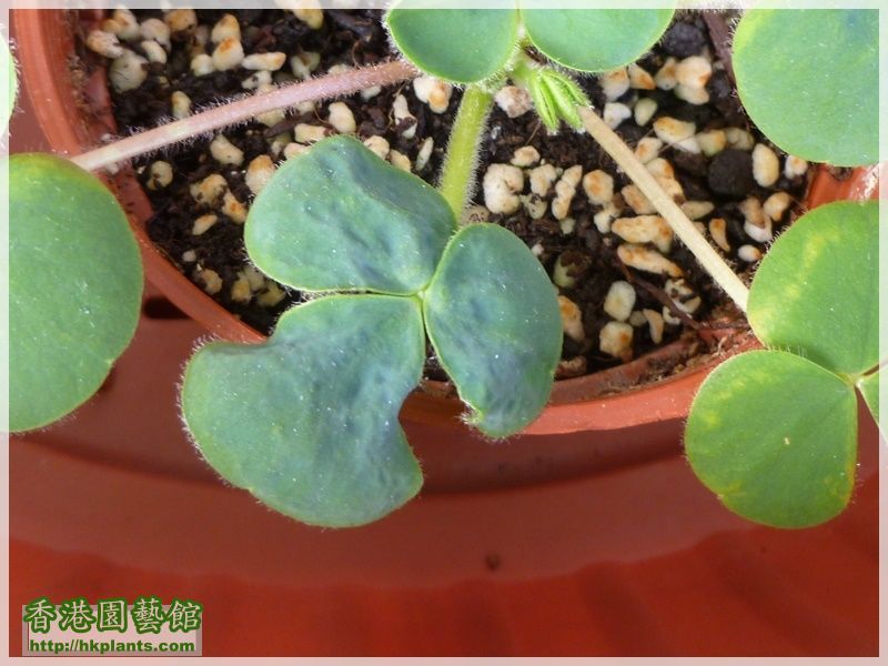 薊馬-Oxalis Purpurea Ruffle-008.JPG
