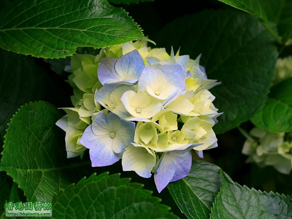 Hydrangeas.jpg