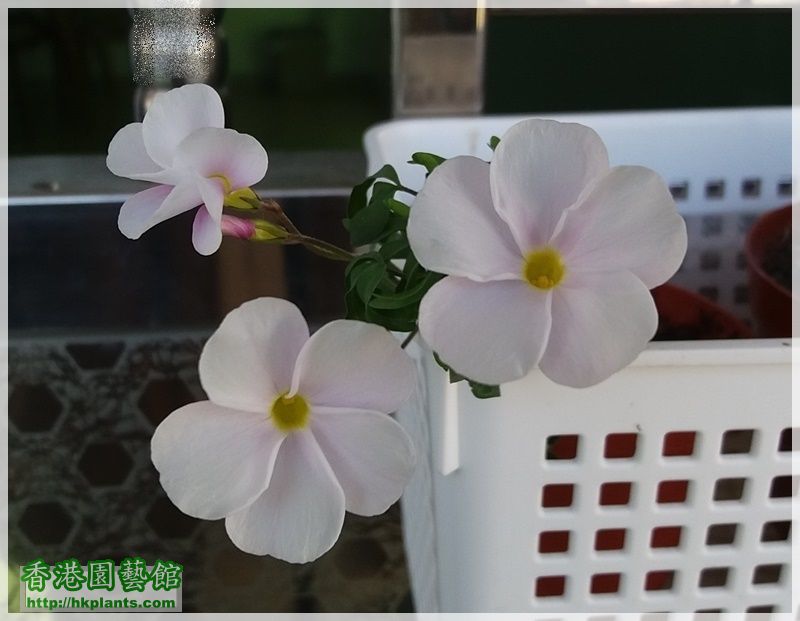 Oxalis  Glabra Pinky White-2017-005.jpg