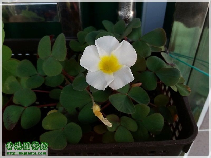 Oxalis Purpurea Alba-2017-008.jpg