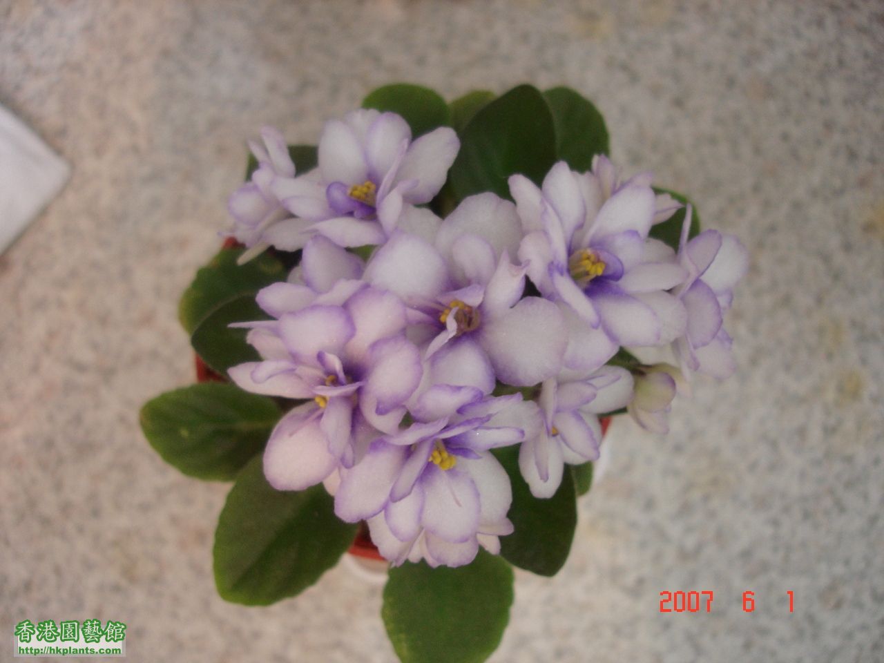 紫心白花