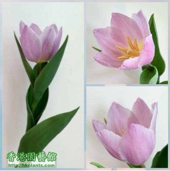 tulip 12-30.jpg