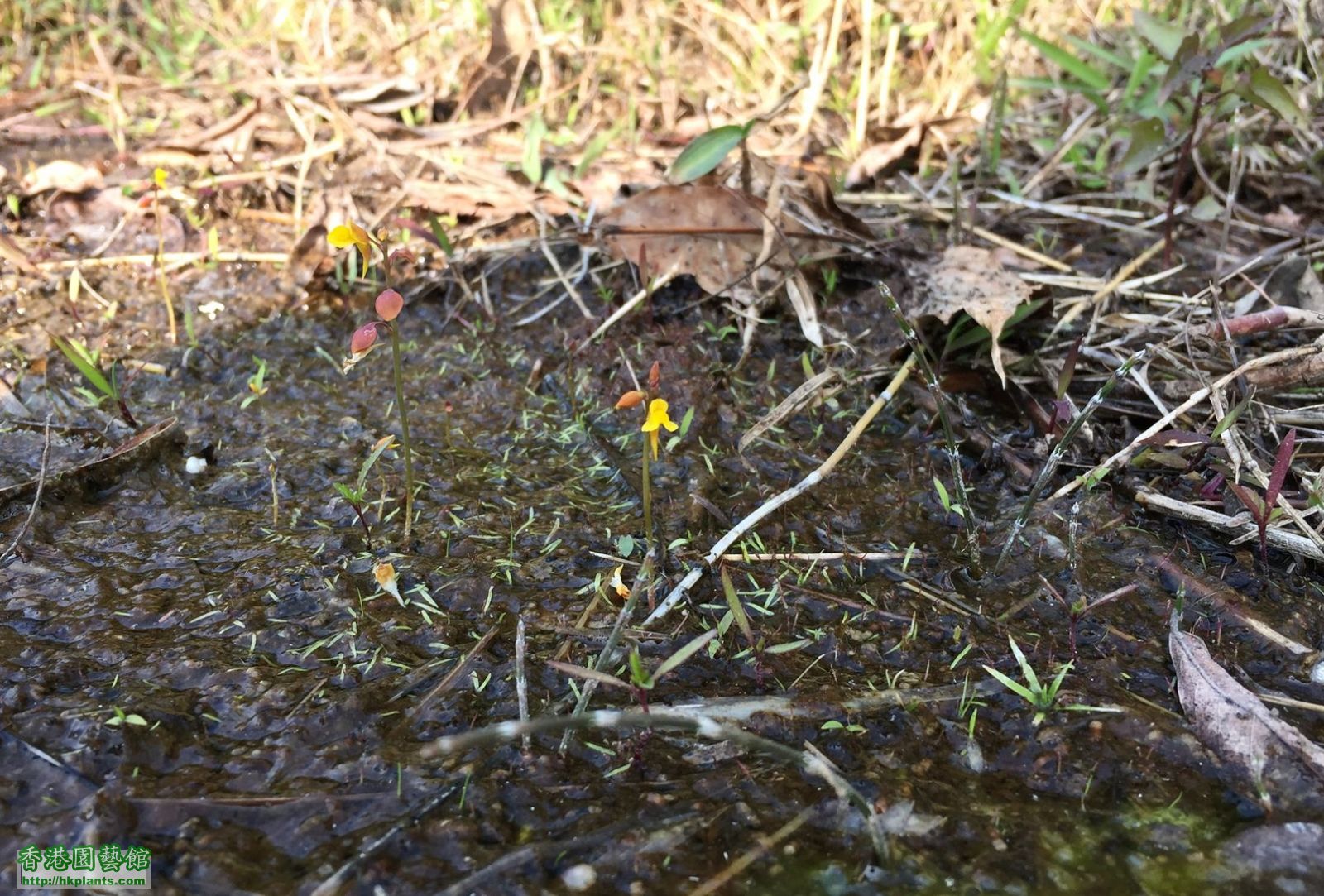 甘凍都有花開