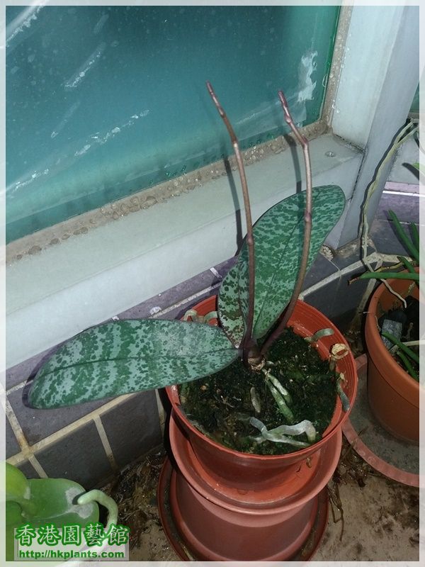 Phalaenopsis schilleriana-2018-002.jpg