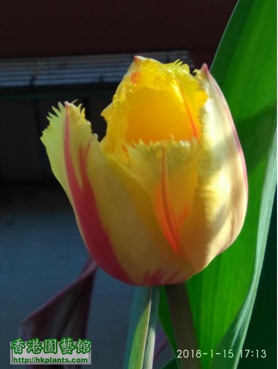 tulip canada 4.jpg