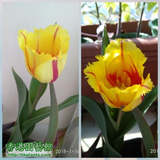 tulip 1-18.jpg