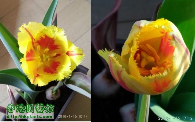 tulip canada 3.jpg