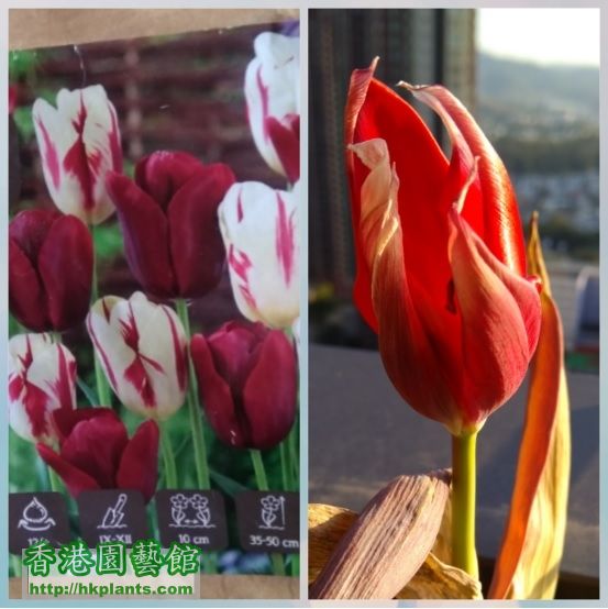 tulip canada 1.jpg