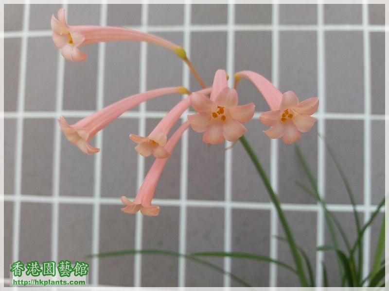 Cyrtanthus mackenii 'himalayan pink'-2016-014.jpg