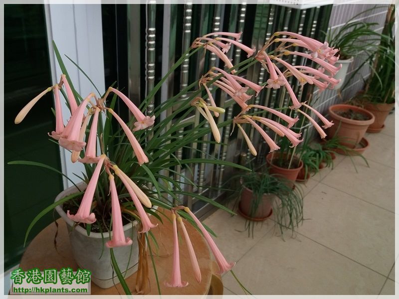 Cyrtanthus mackenii 'himalayan pink'-2018-008.jpg