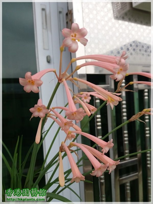 Cyrtanthus mackenii 'himalayan pink'-2018-009.jpg