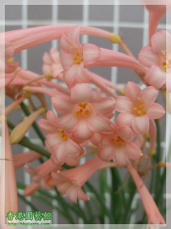 Cyrtanthus mackenii 'himalayan pink'-2018-015.jpg