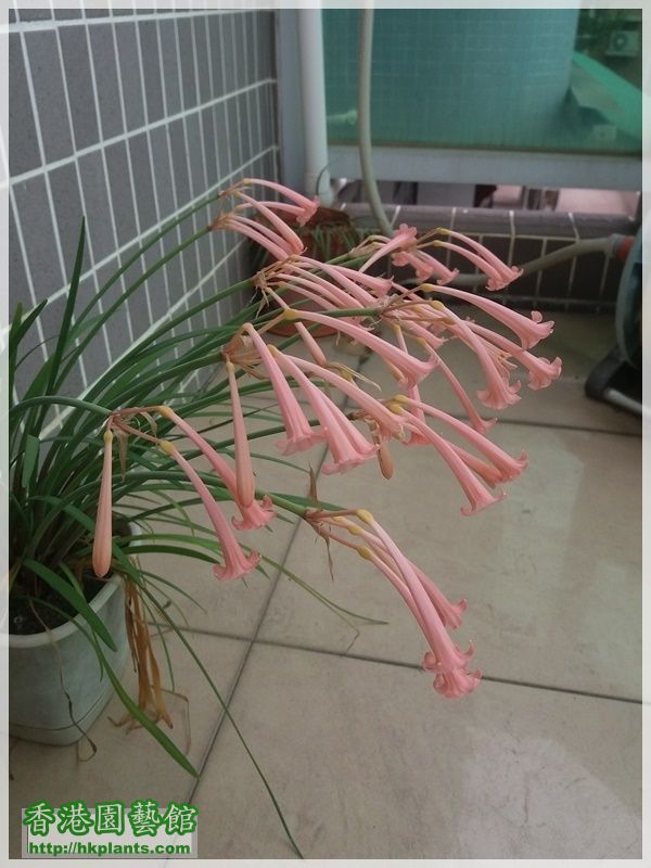 Cyrtanthus mackenii 'himalayan pink'-2018-011.jpg