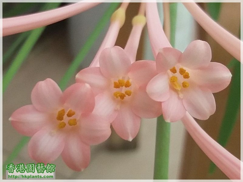 Cyrtanthus mackenii 'himalayan pink'-2018-016.jpg