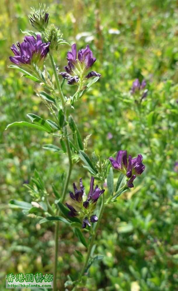 medicago-sativa-fl-ddentzer.jpg