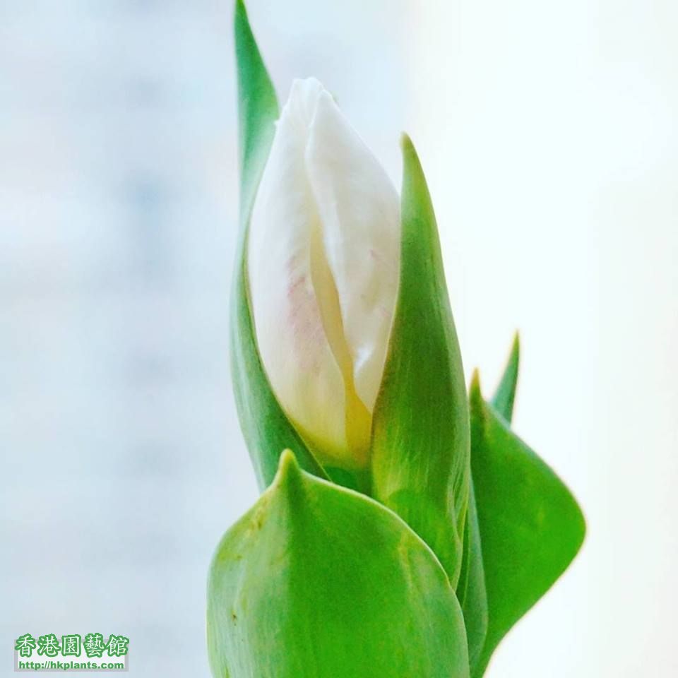 Tulip2.jpg