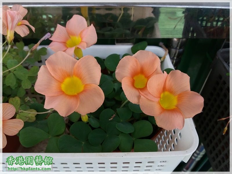 Oxalis Purpurea Salmon-2017-012.jpg