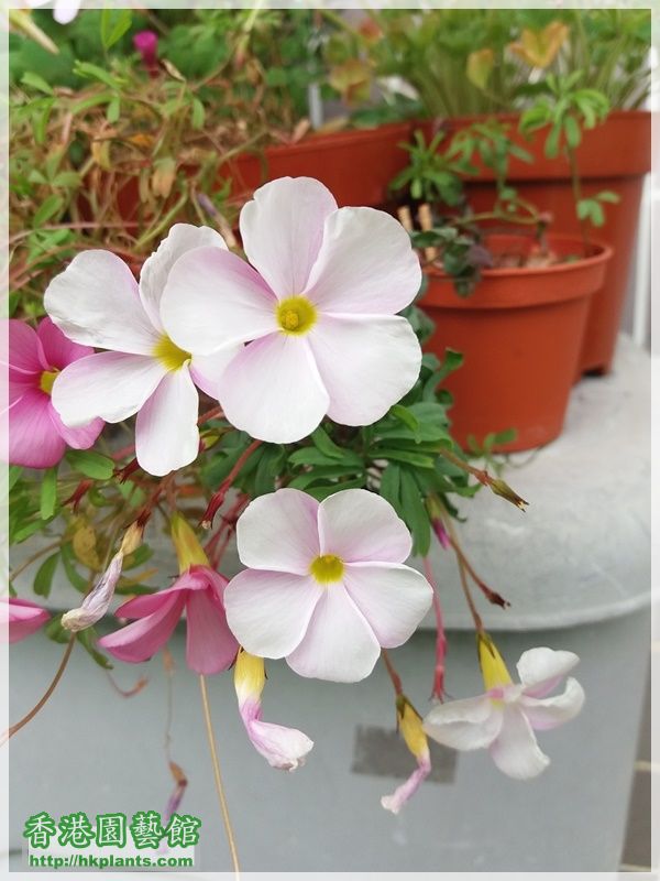 Oxalis  Glabra Pinky White-2017-009.jpg