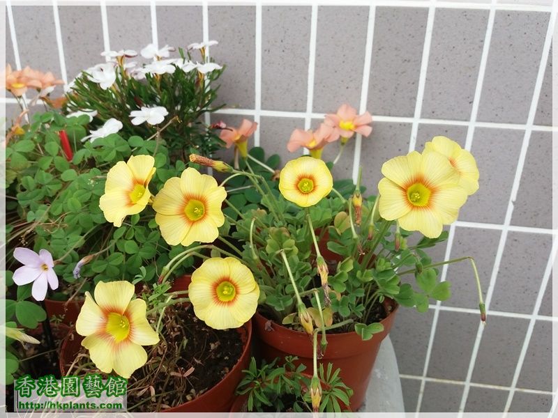 Oxalis Obtusa 'Elizabeth'-2017-014.jpg