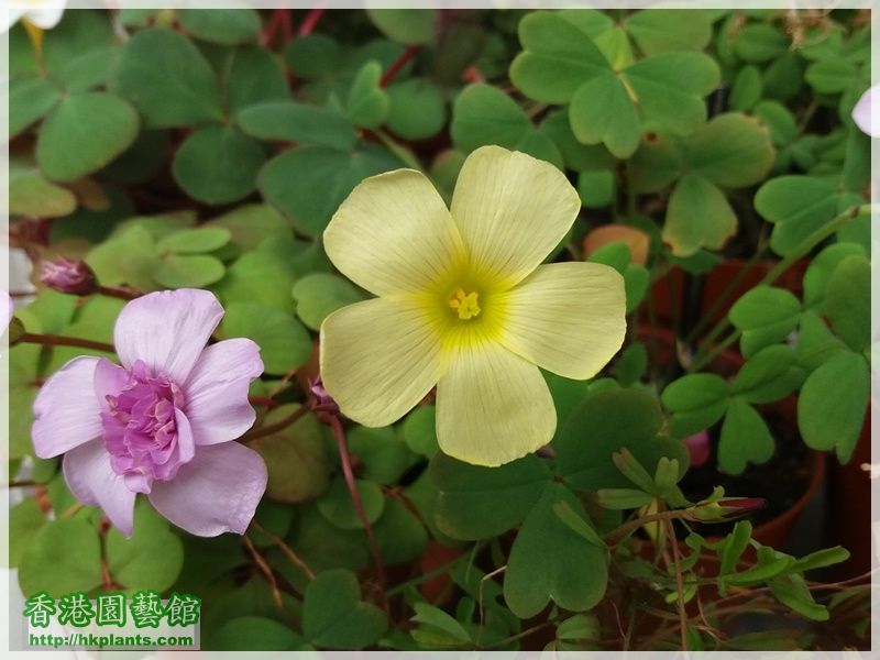 Oxalis Obtusa Primrose-2017-010.jpg