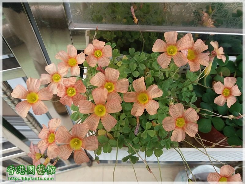 Oxalis Obtusa 'Polished Copper'-2017-B012.jpg